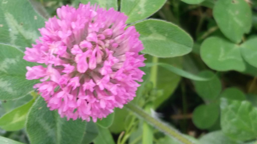 Trifolium pratense (Fabaceae)